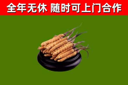 丽江回收冬虫夏草