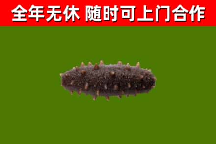 丽江回收海参干